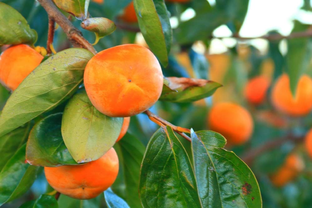 【紀州産柿の葉エキス100mL×5本セット:305】無農薬有機栽培柿の葉 Amazon.co.jp: 【紀州産柿の葉エキス100mL:301】和歌山県産・無農薬